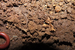 Cambalopsidae