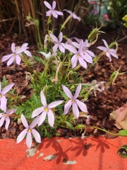 Lithotoma axillaris