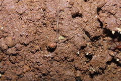 Cambalopsidae