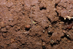 Cambalopsidae