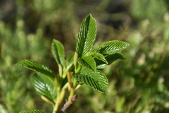 Rhamnus fallax