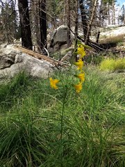 Lilium parryi