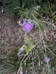 Centaurea