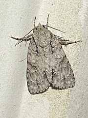 Acronicta laetifica