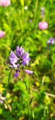 Polygala hybrida
