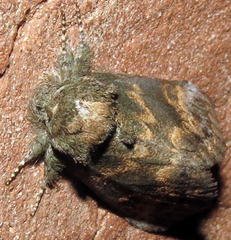 Rifargia subrotata