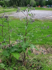 Arctium tomentosum