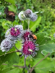 Arctium tomentosum
