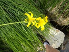 Lilium parryi