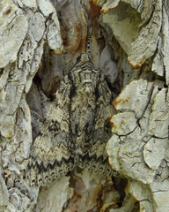 Catocala semirelicta
