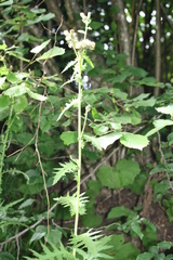 Cirsium × hybridum