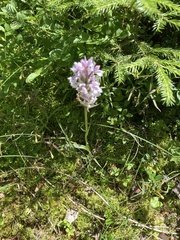 Dactylorhiza maculata