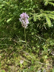 Dactylorhiza maculata