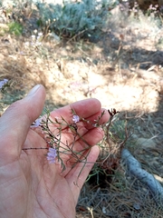 Limonium geronense