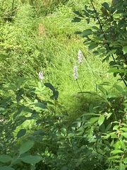 Dactylorhiza maculata