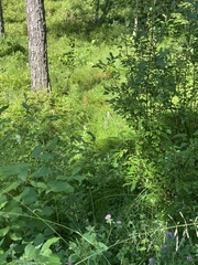 Dactylorhiza maculata