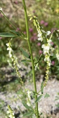 Melilotus albus