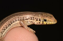 Trachylepis occidentalis