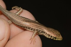 Trachylepis occidentalis