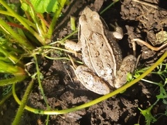 Lucilia bufonivora