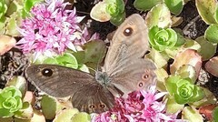 Lasiommata petropolitana