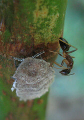 Camponotus arrogans