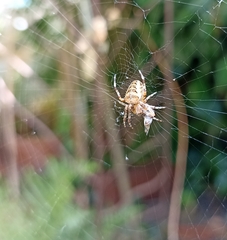 Araneus diadematus