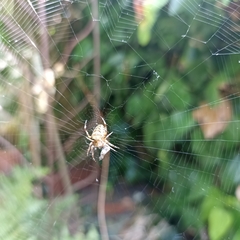 Araneus diadematus