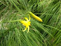 Lilium parryi