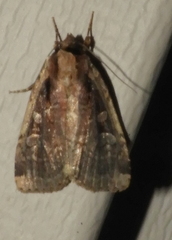 Eueretagrotis sigmoides