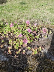 Lasiommata petropolitana