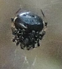 Eriovixia hainanensis