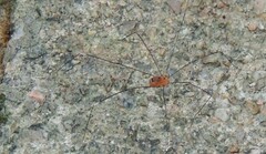 Pseudogagrella splendens