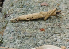 Pseudogagrella splendens