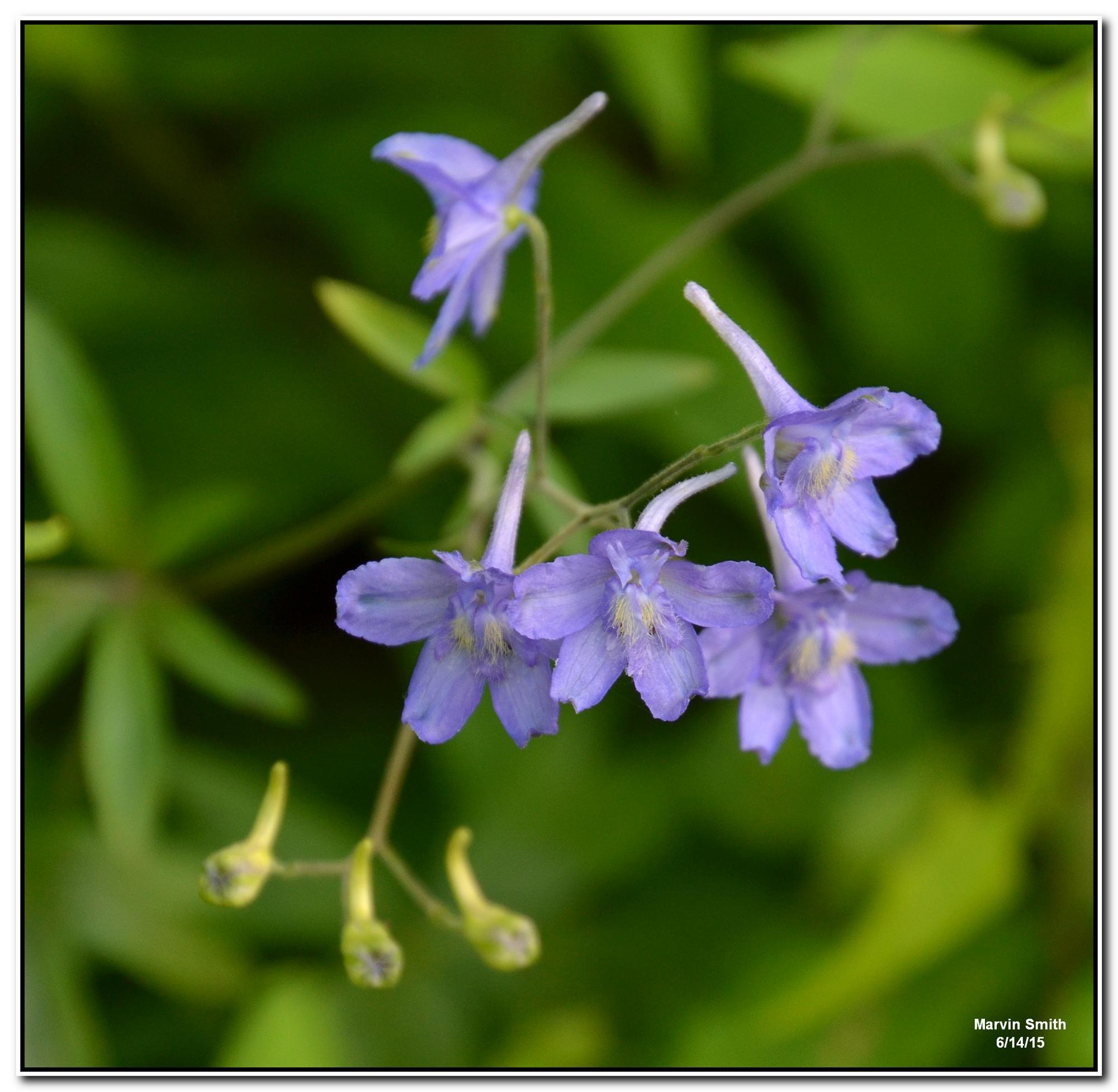 Delphinium newtonianum