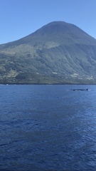 Balaenoptera borealis