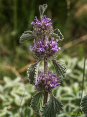 Marrubium supinum