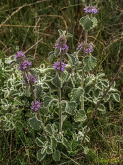 Marrubium supinum