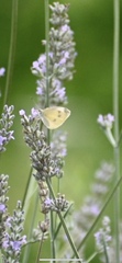 Pieris ergane
