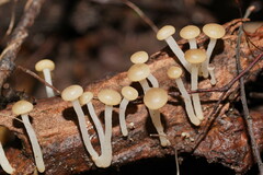 Vibrissea dura