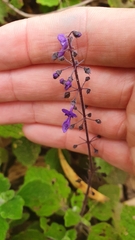 Coleus habrophyllus