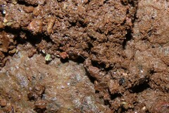 Myrmecophilidae