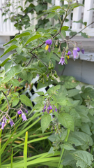 Solanum dulcamara