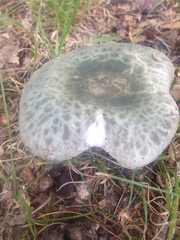 Russula parvovirescens