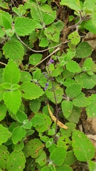 Coleus habrophyllus