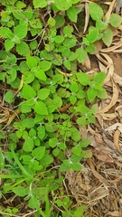 Coleus habrophyllus