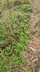 Coleus habrophyllus