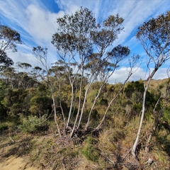Eucalyptus stricta