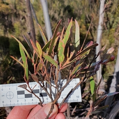 Eucalyptus stricta