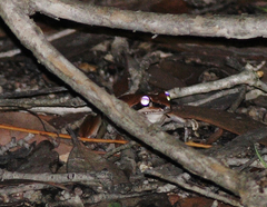 Litoria nigrofrenata